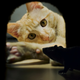 Image: Nicola Bertolini/Shutterstock